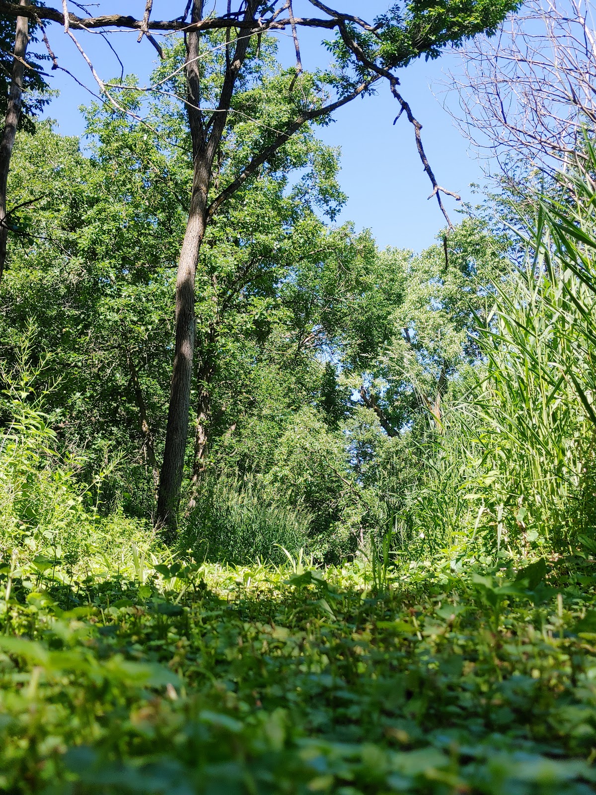 Buena Vista County Park