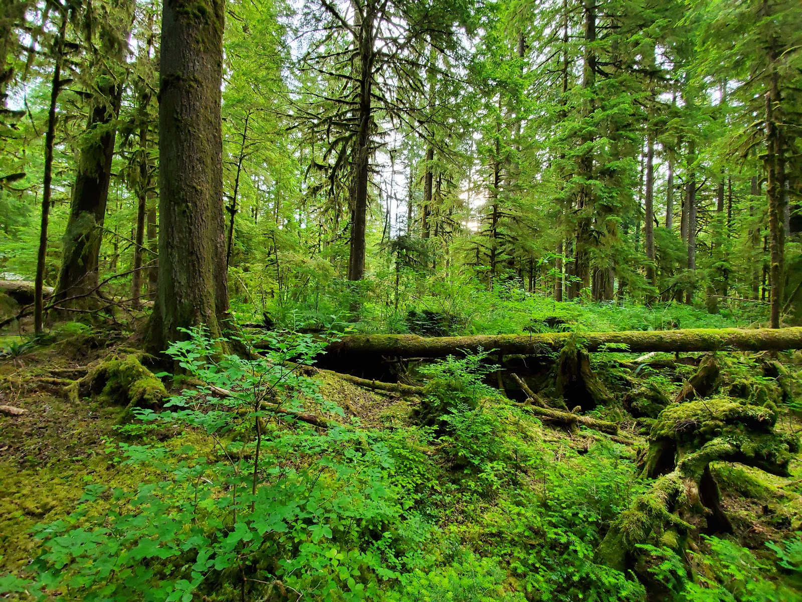 Gold Basin Campground
