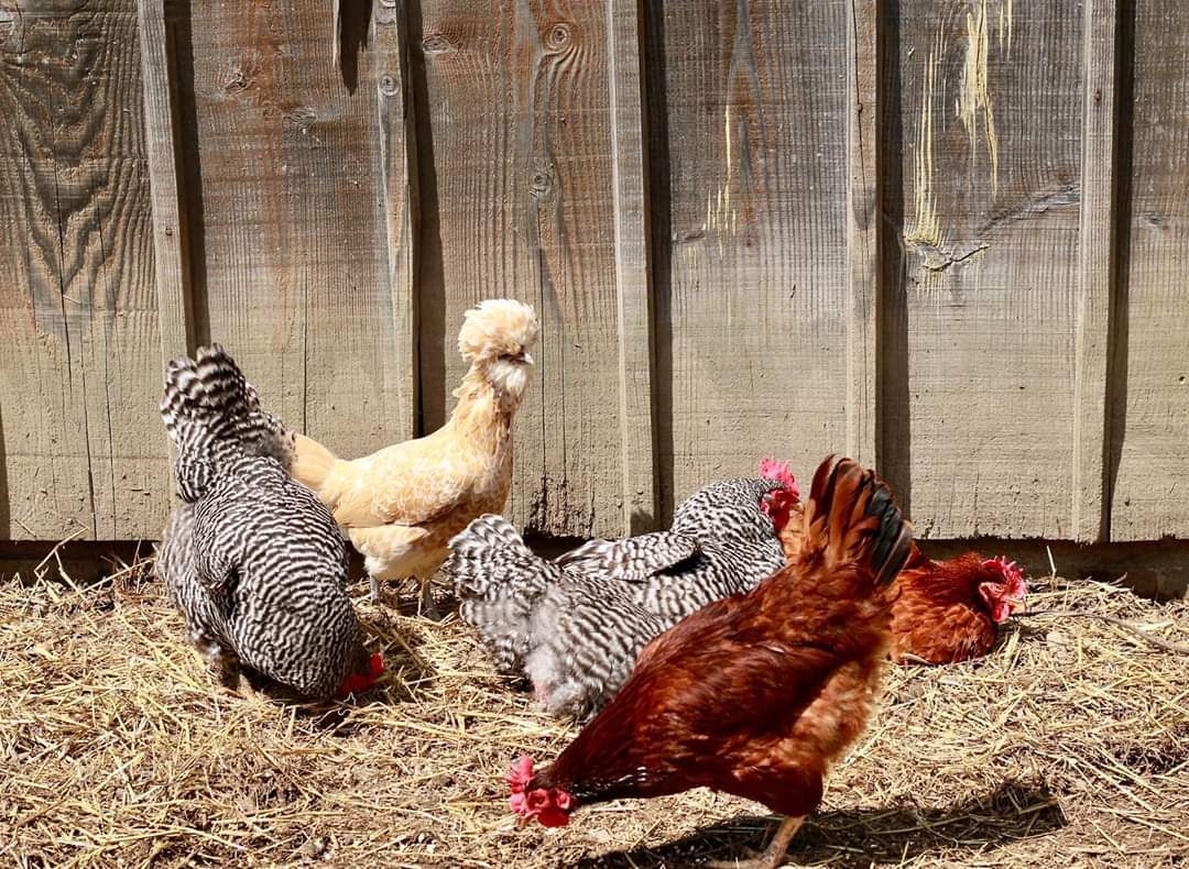 Chellberg Farm Picnic Shelters