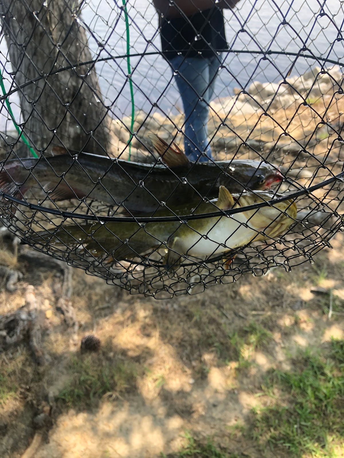 Lake Mary Crawford Camping