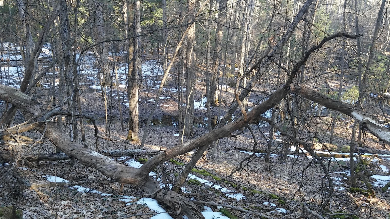 Bray Creek Campground