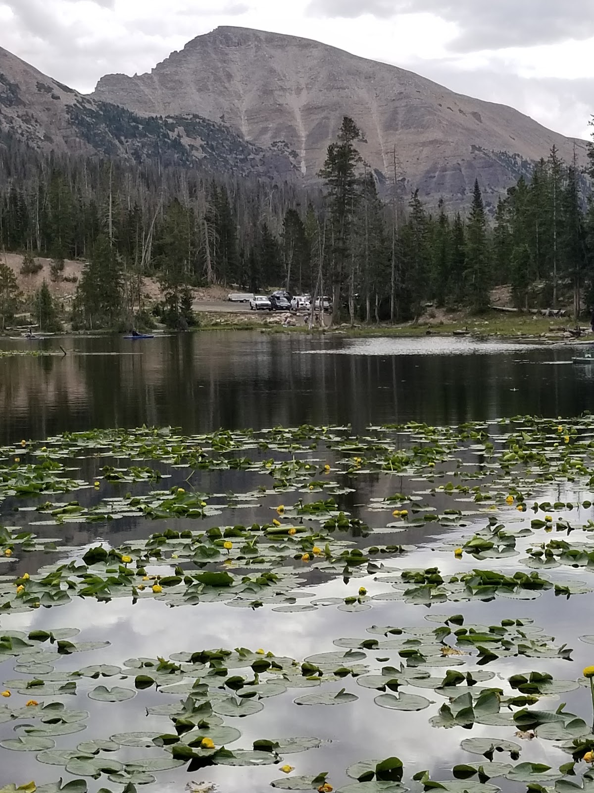 Butterfly Campground