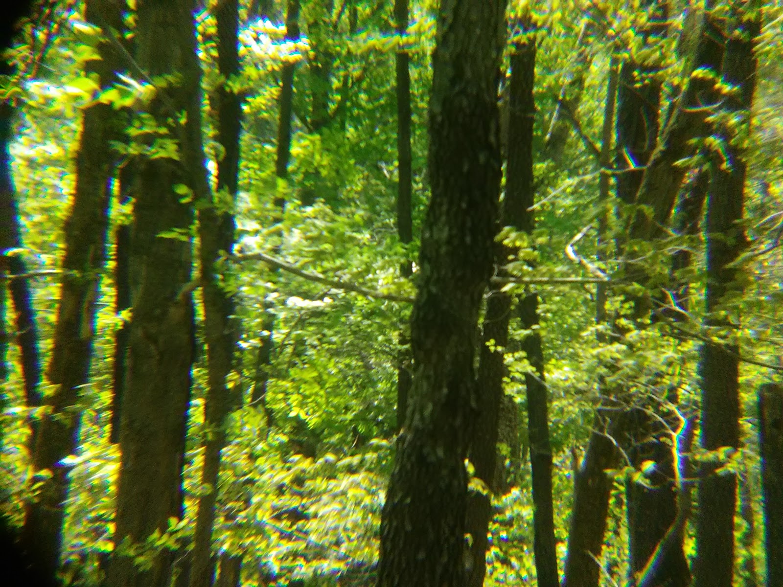 Stephen A. Forbes State Park