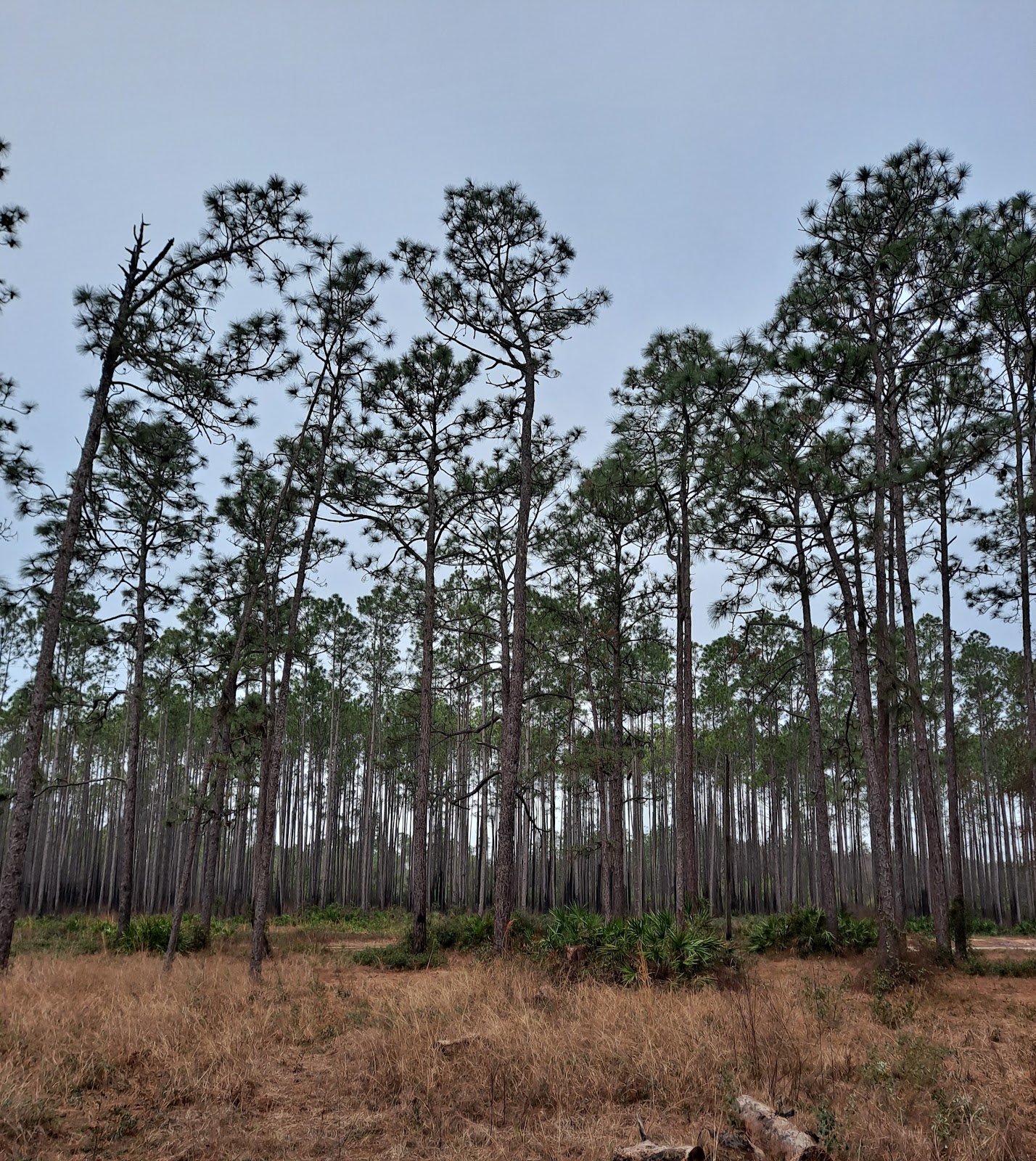 Buckhorn NF Hunt Camp