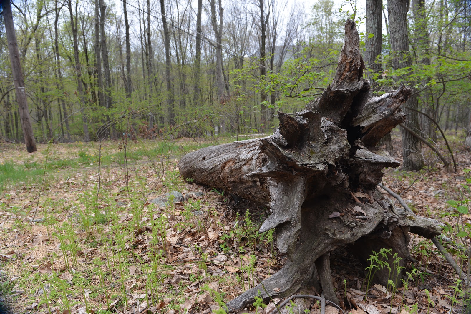 Scotrun Campground / Outdoor World