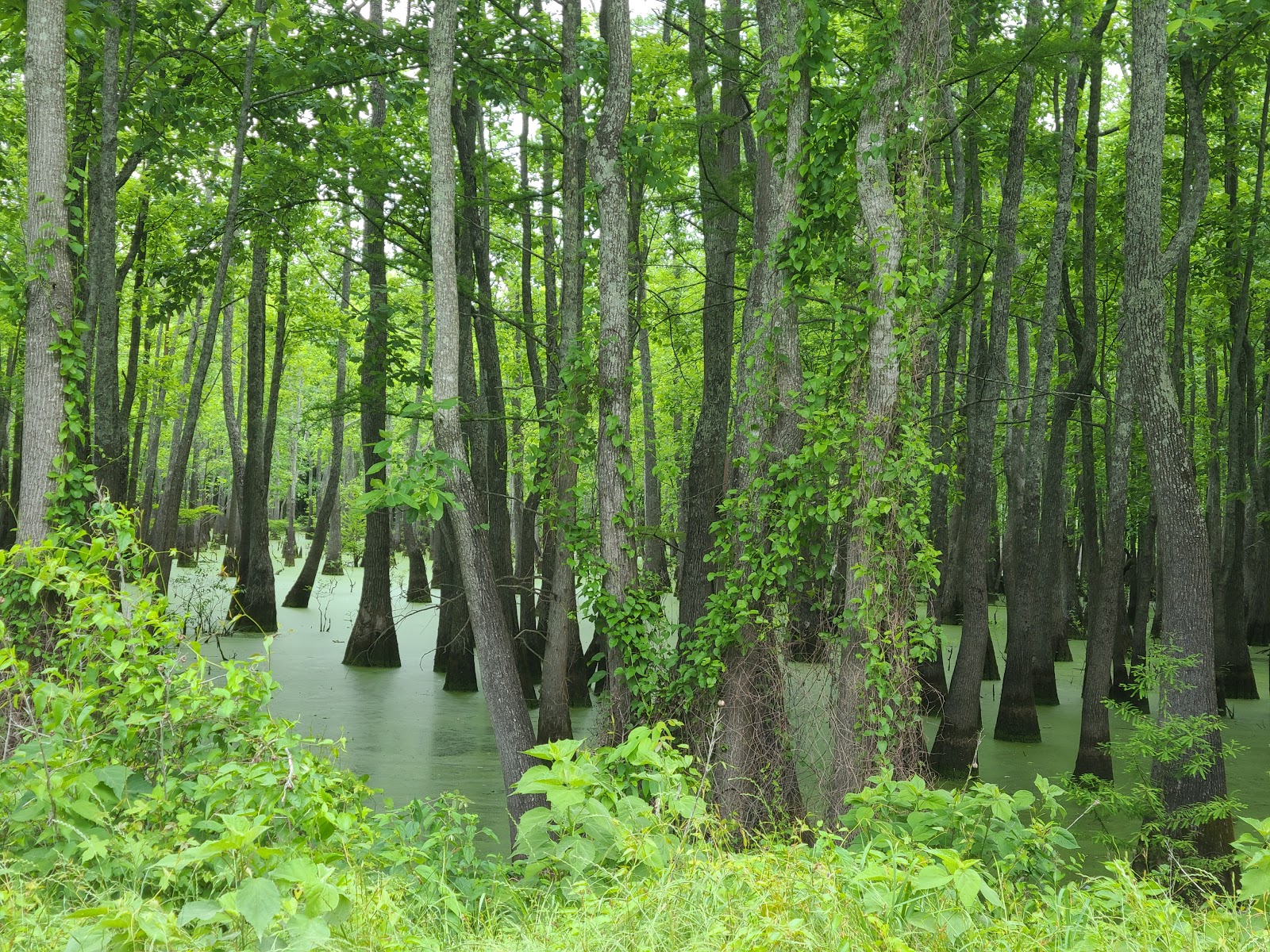 Bald Knob National Wildlife Refuge
