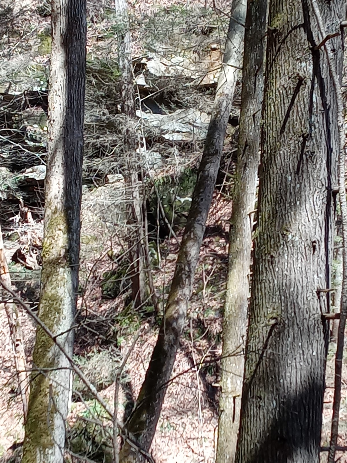 Cabwaylingo SF - Tick Ridge