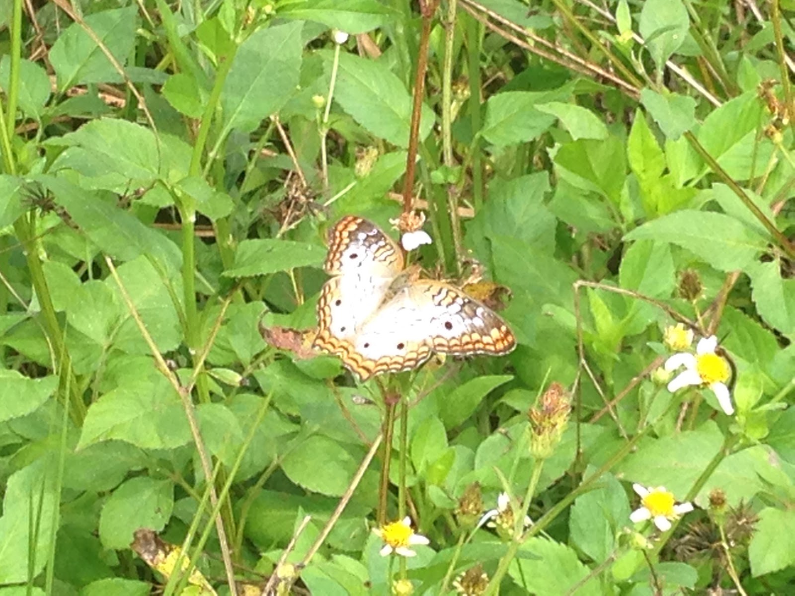 Backcountry Harney River Chickee - Everglades National Park