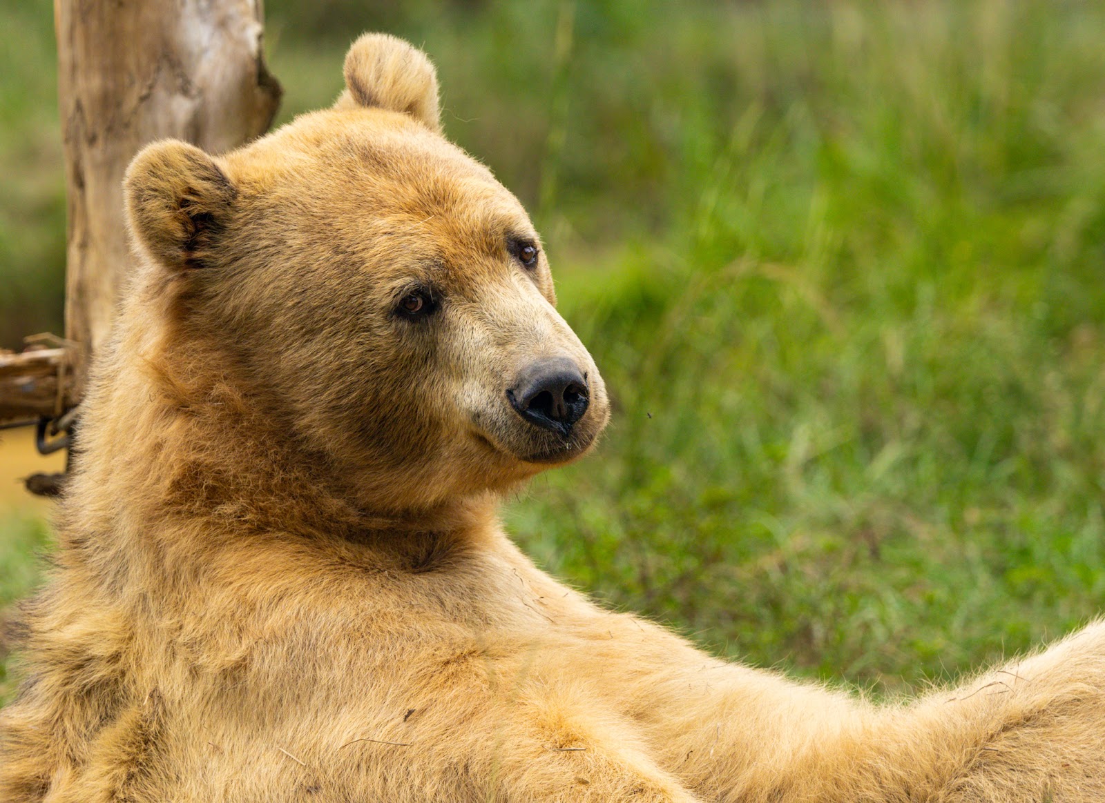 Grizzly Ranch RV Campgroundrmation
