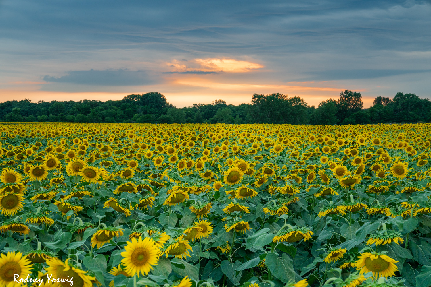 Jim Edgar Panther Creek State Fish and Wildlife Area