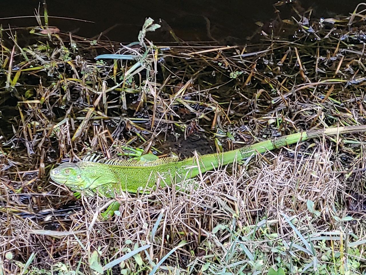 Vero Beach Kamp RV Park