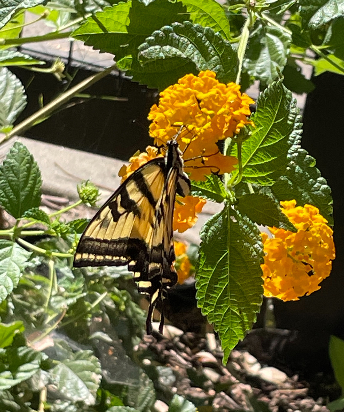 Dos Reis Regional Park