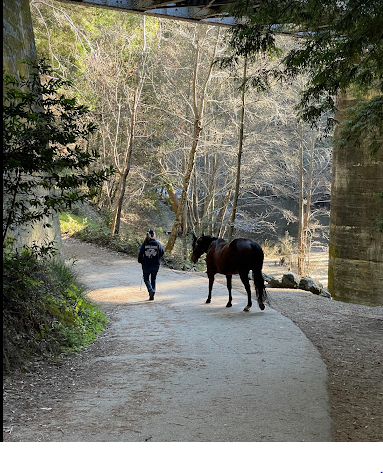 Henry Cowell Redwoods Campground