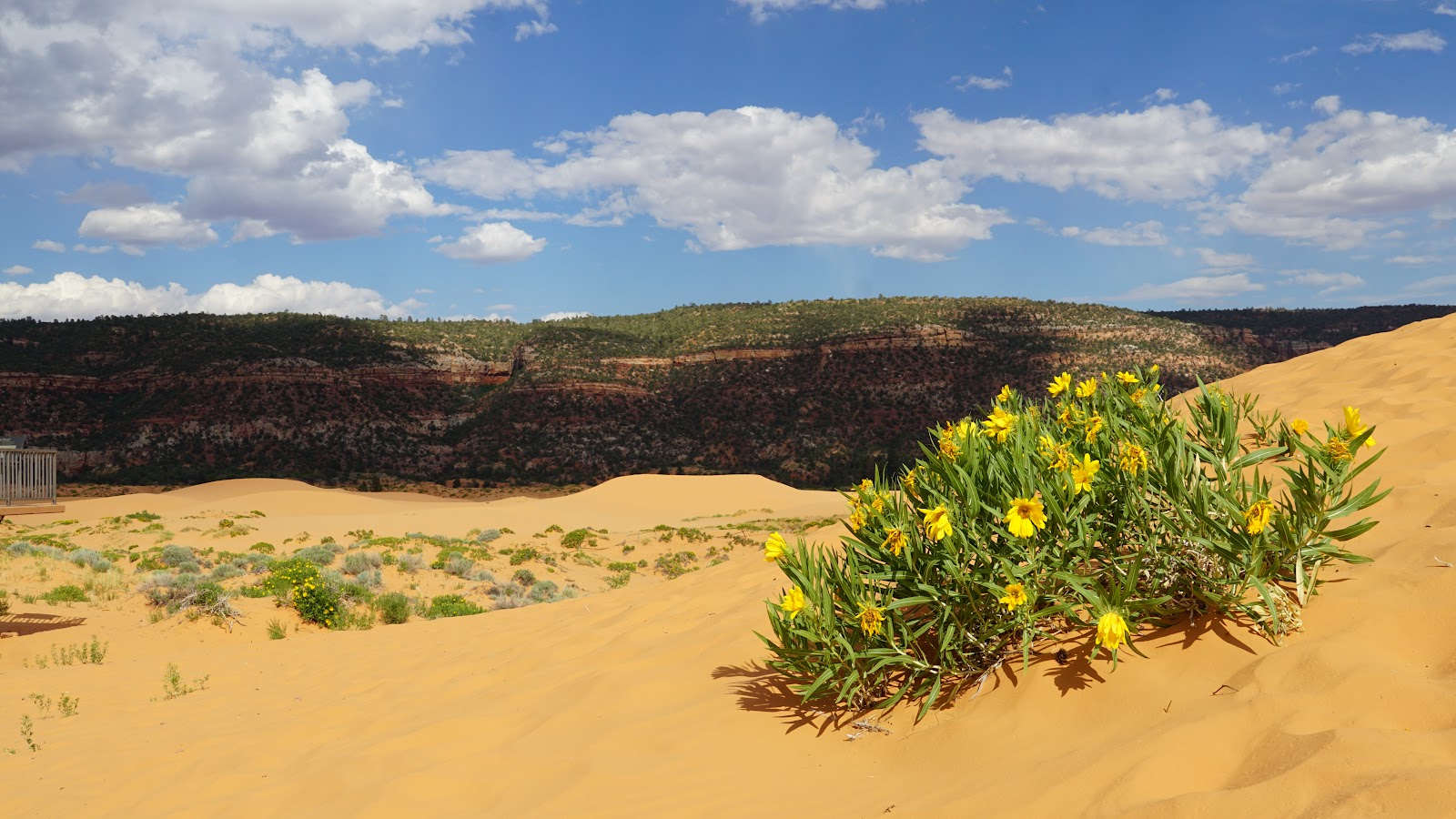Coral Pink Sand Dunes
