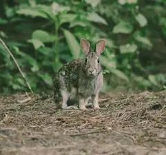 Pine Camp - Sand Ridge State Forest
