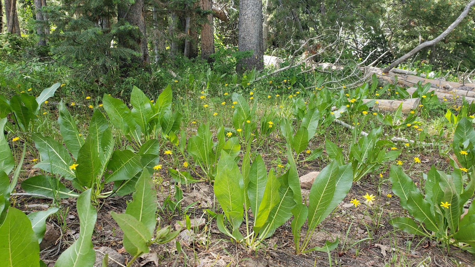 Taylors Fork ATV Campground
