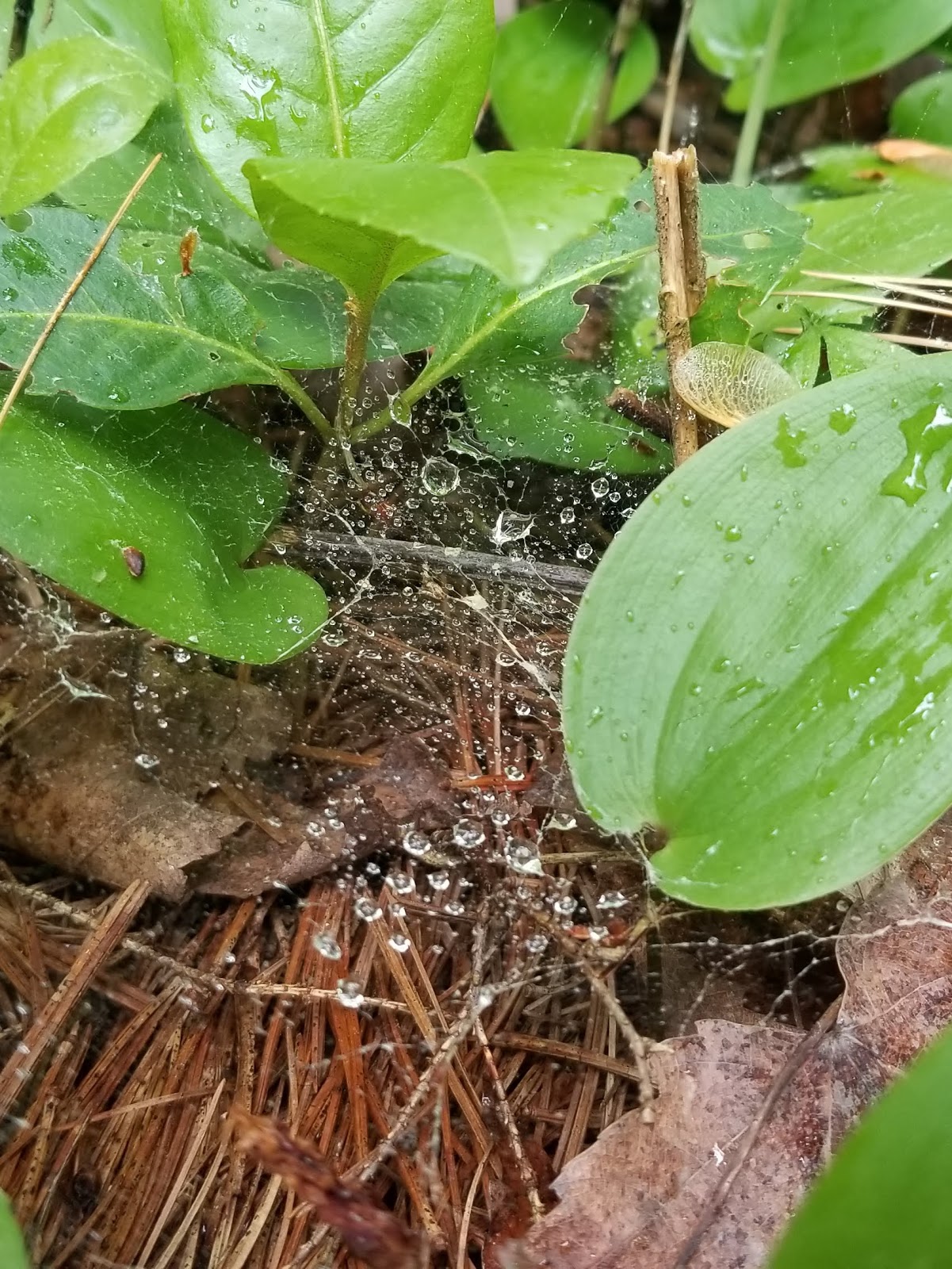 Happi Days Campground and Diner