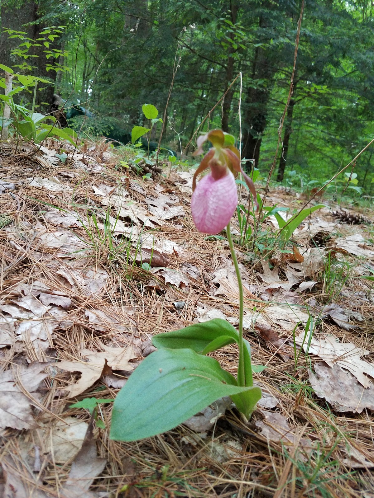 Partridge Hollow Campground