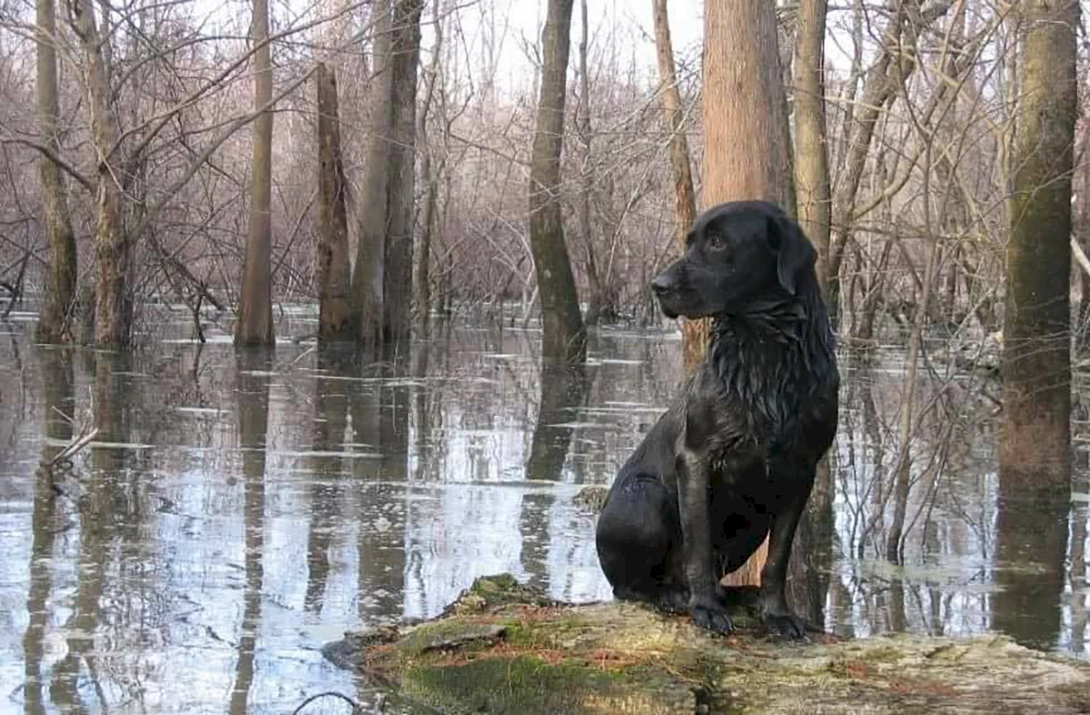 LaCotts Hunting Lodge