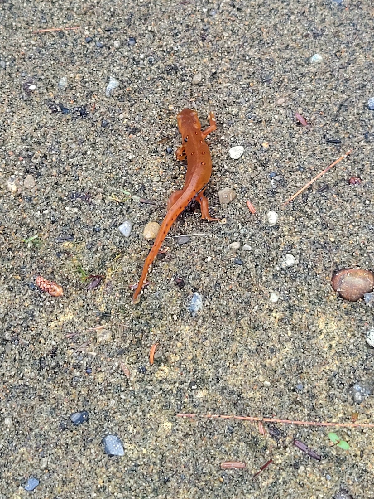 Paradox Lake Adirondack Preserve