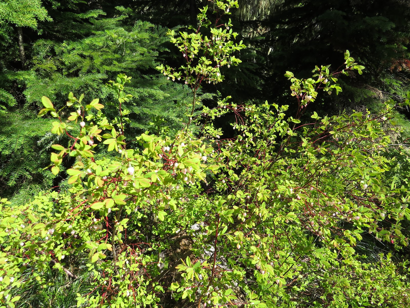 Blair Lake Campground