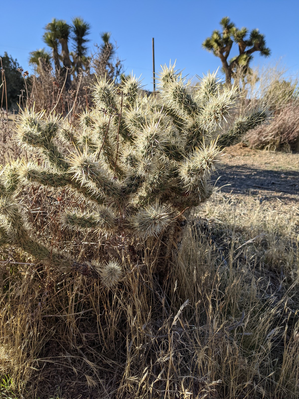 Black Rock Canyon Campground
