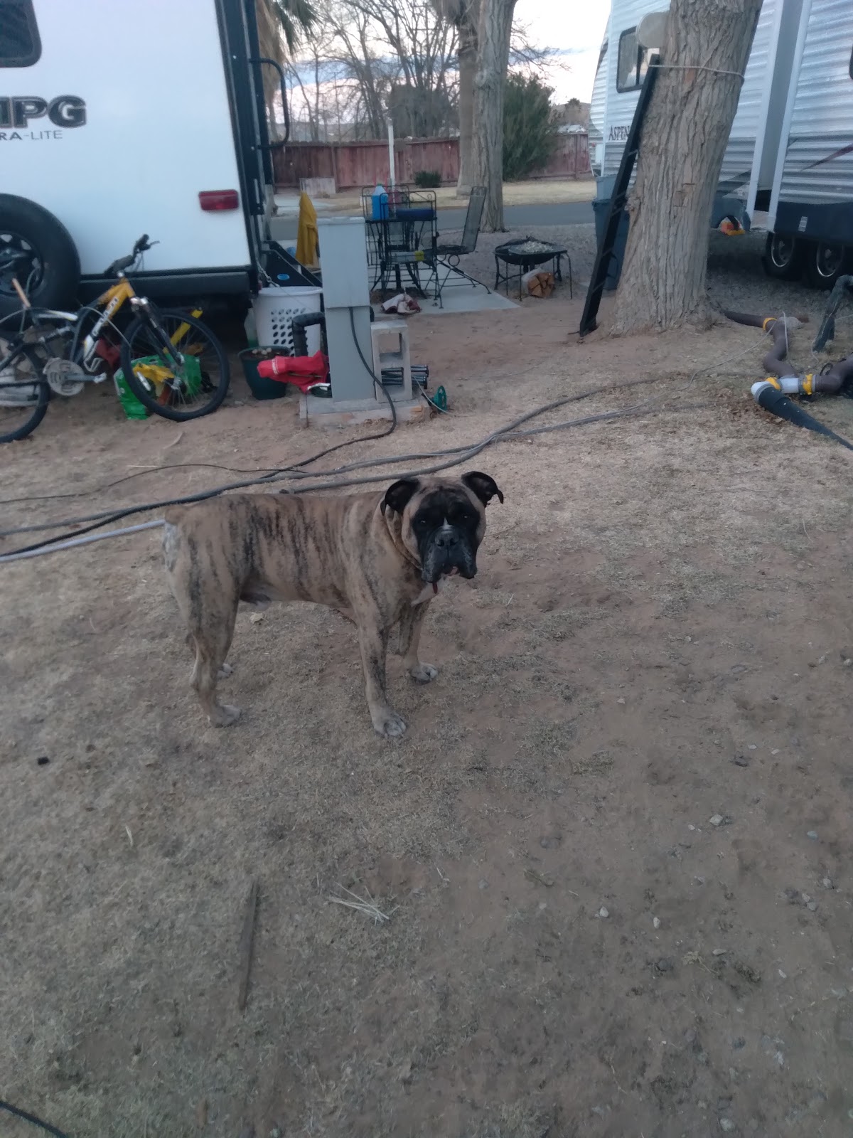 Arabian Trailer Oasis