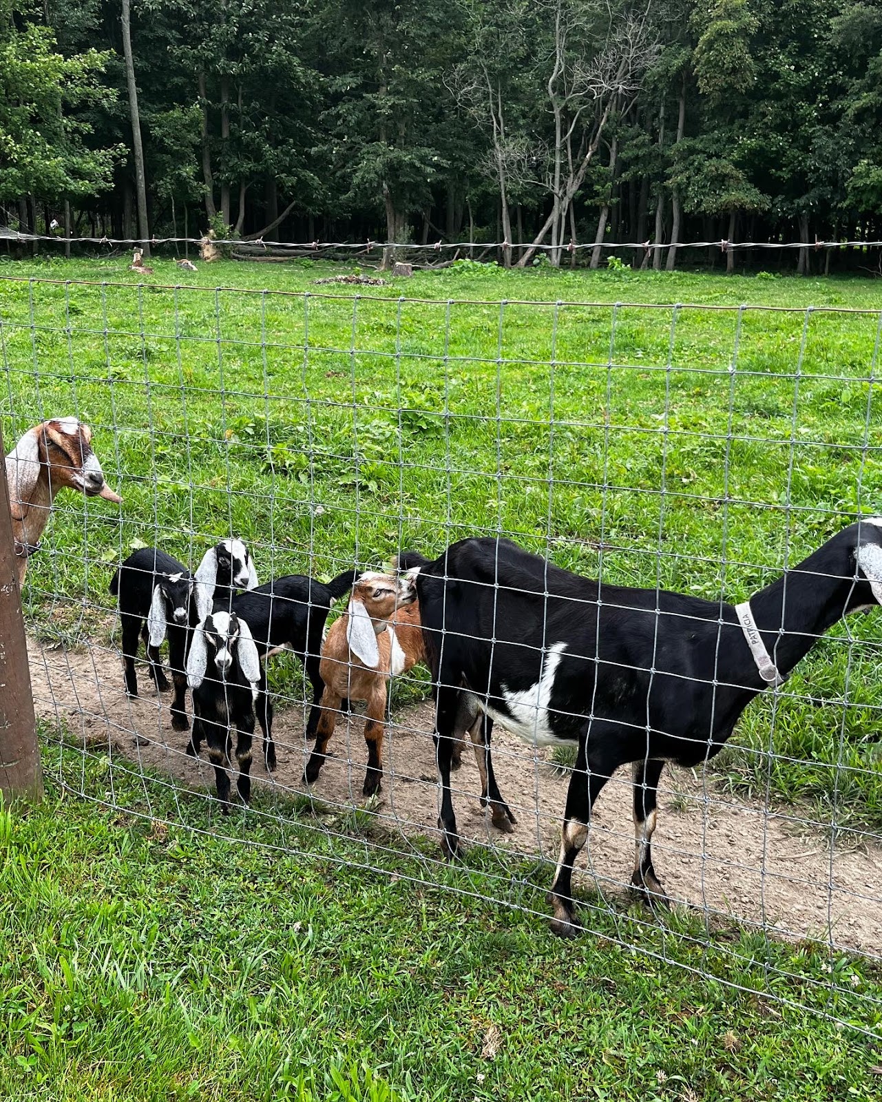 CF Ranch & Cattle Company Campground