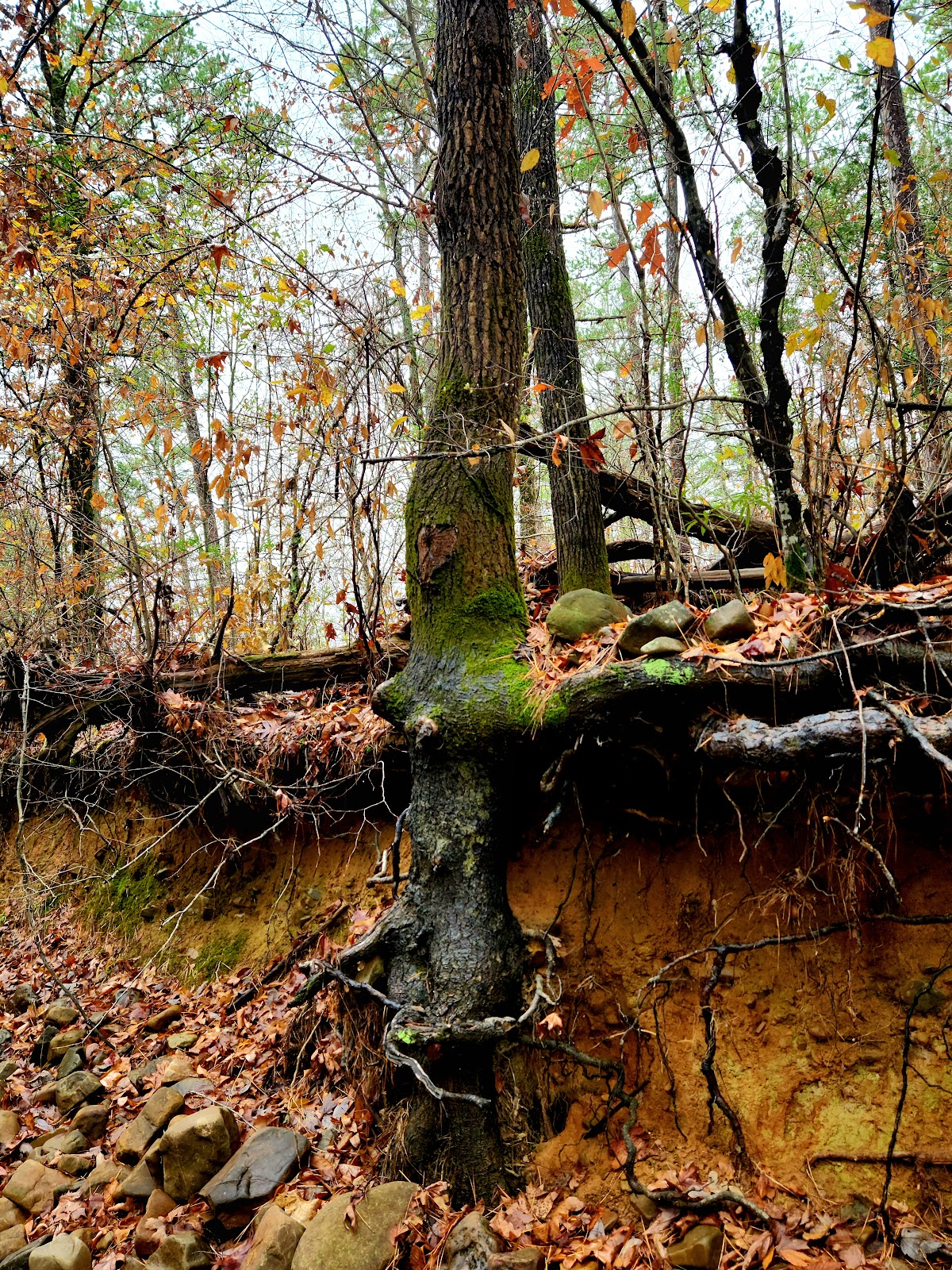Fourche LaFave River