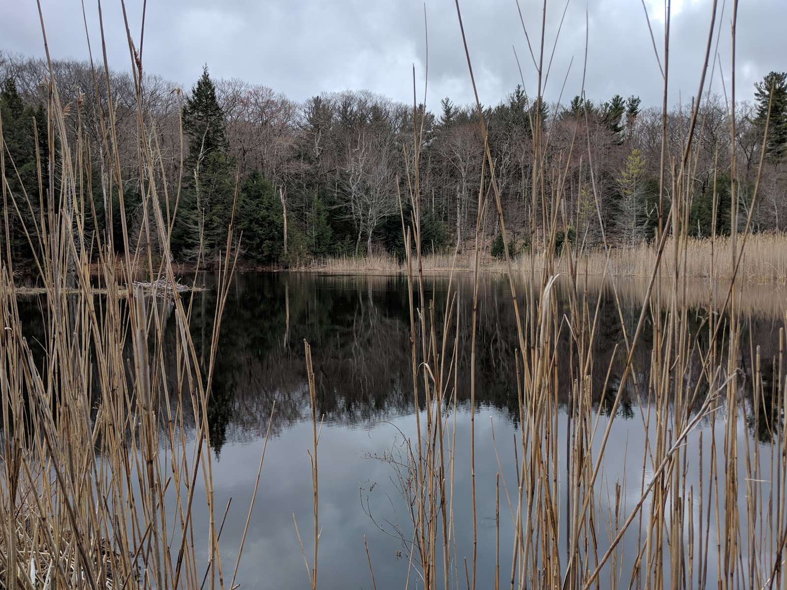 Beartown State Forest