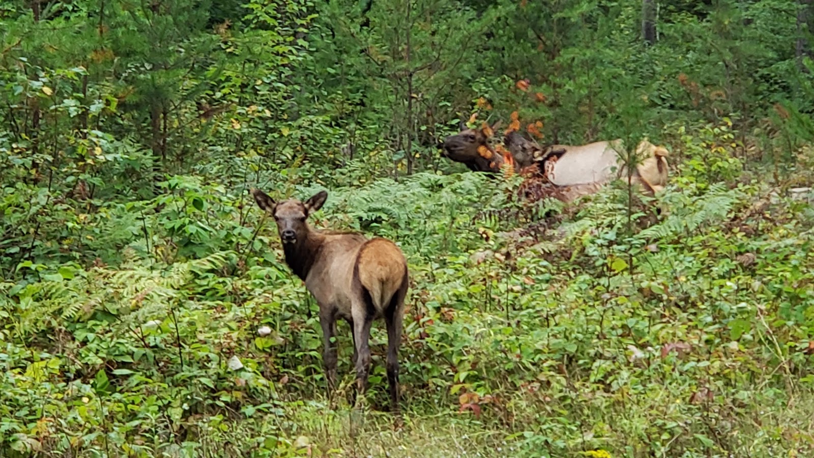 Day Lake NF Campground
