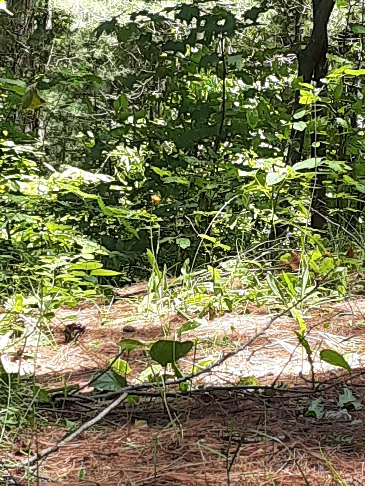 Weber Lake SF Campground