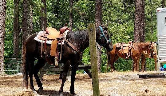 H. Cooper Black Camping
