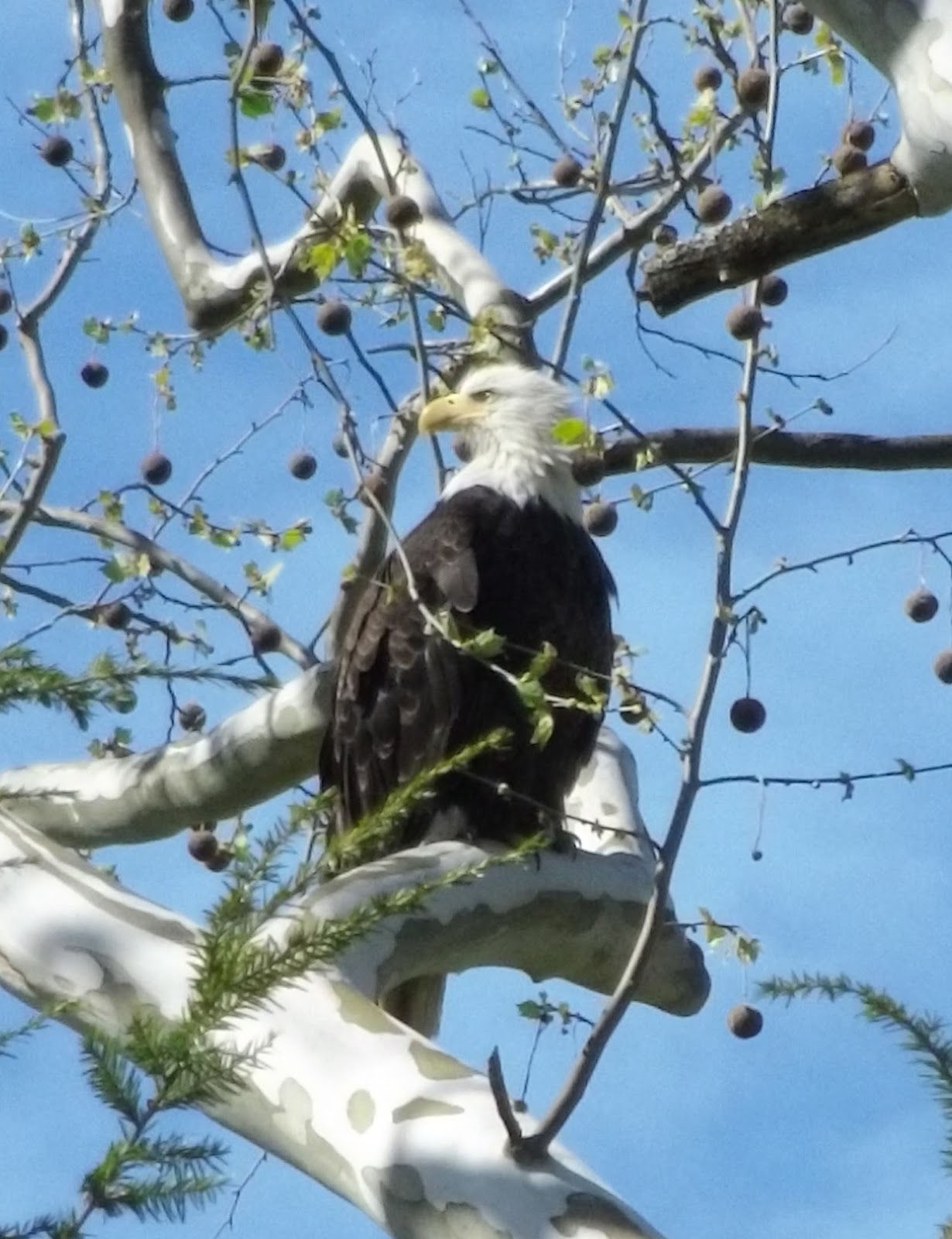 Vagabond Family Campground