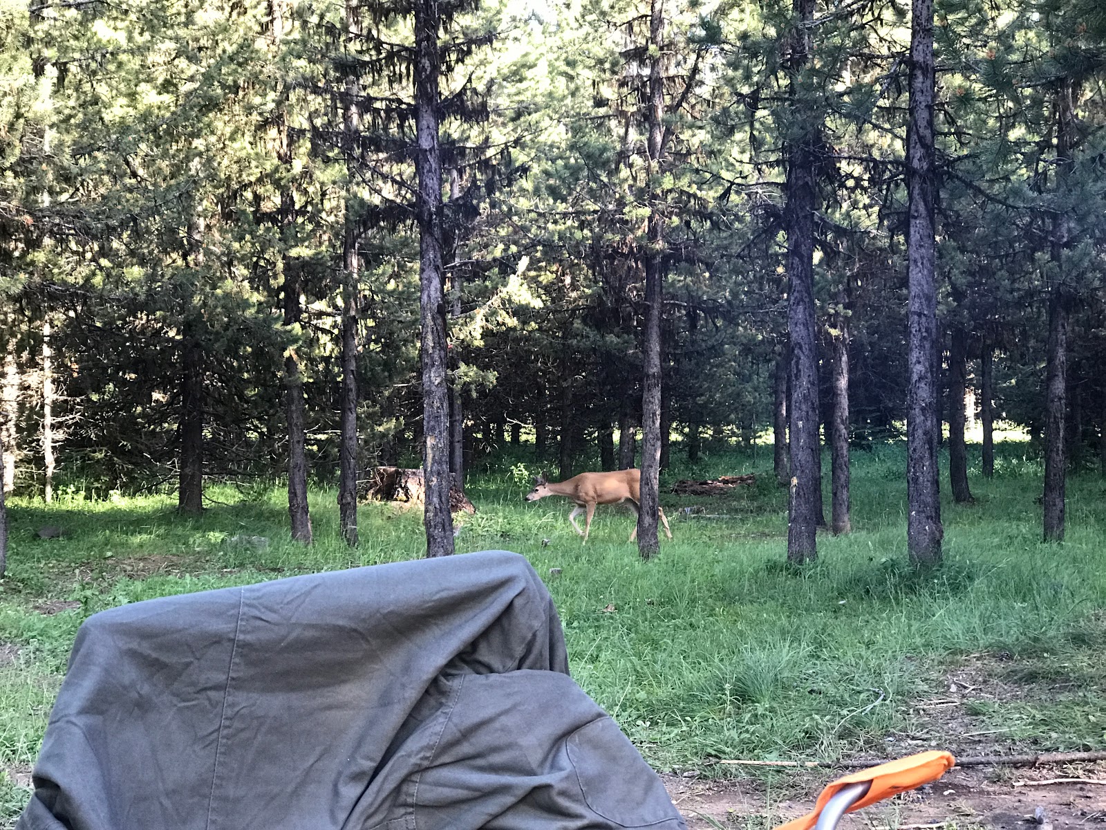 Coalmine Hill Campground