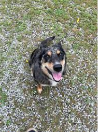 Scarlett Knob Campground