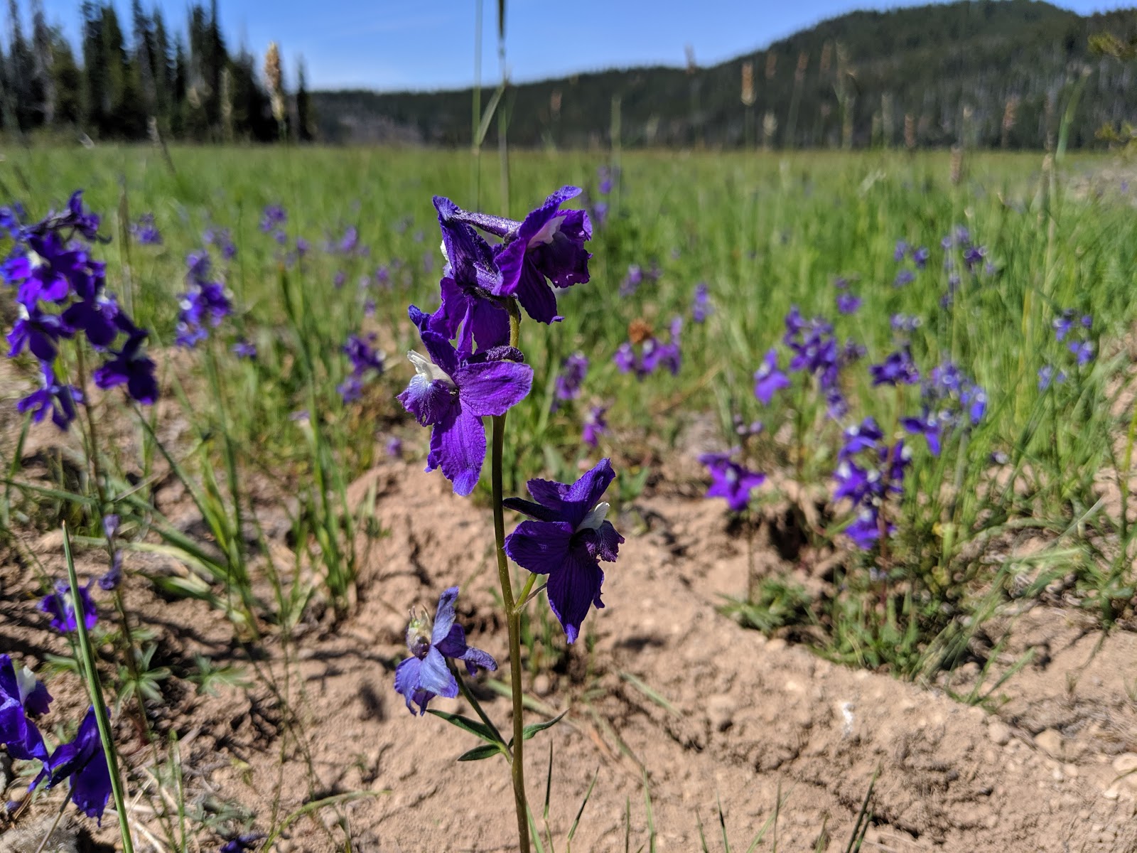 Soda Creek Campground