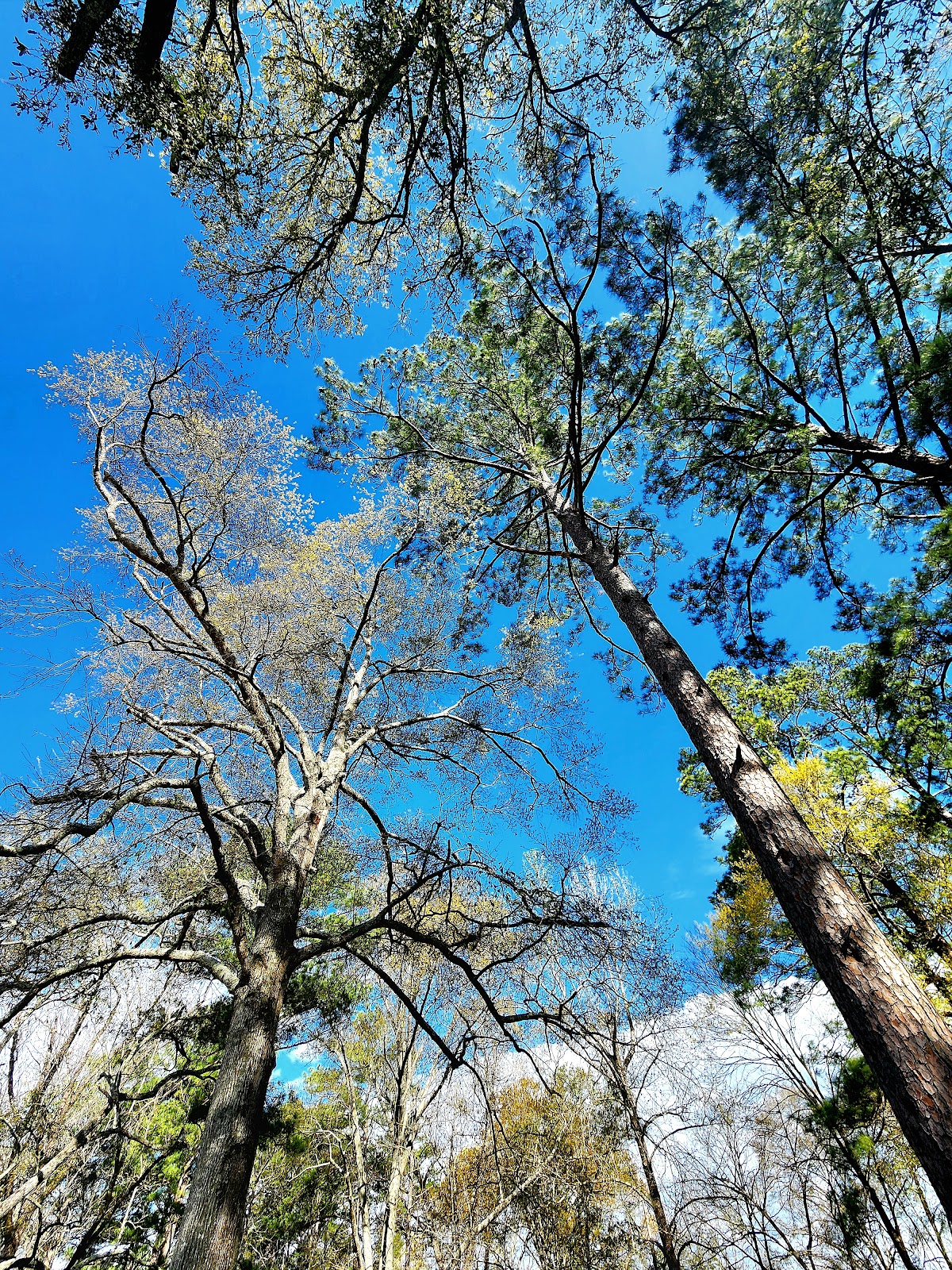 Gum Springs NF Campground
