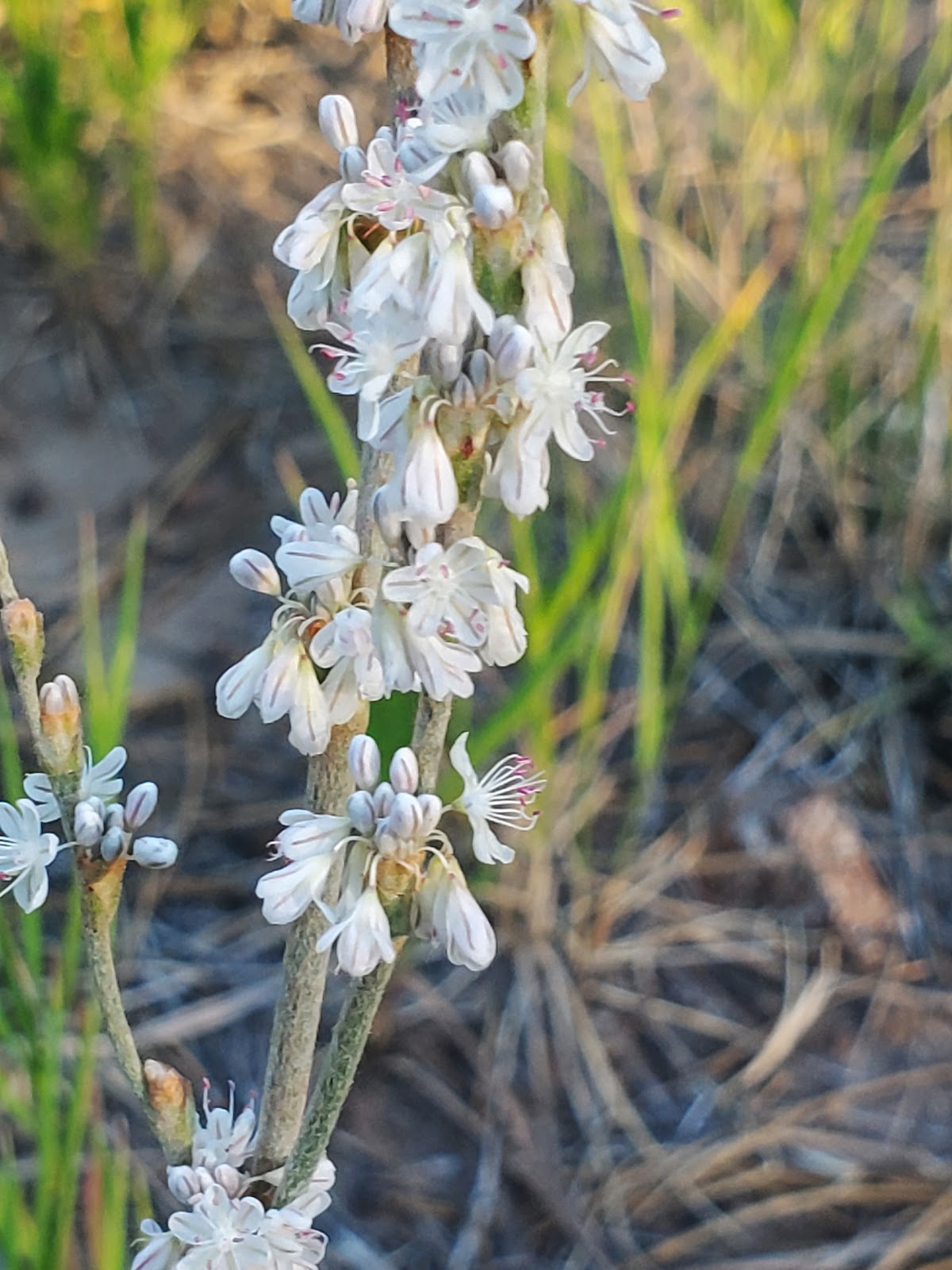 Singletree Campground