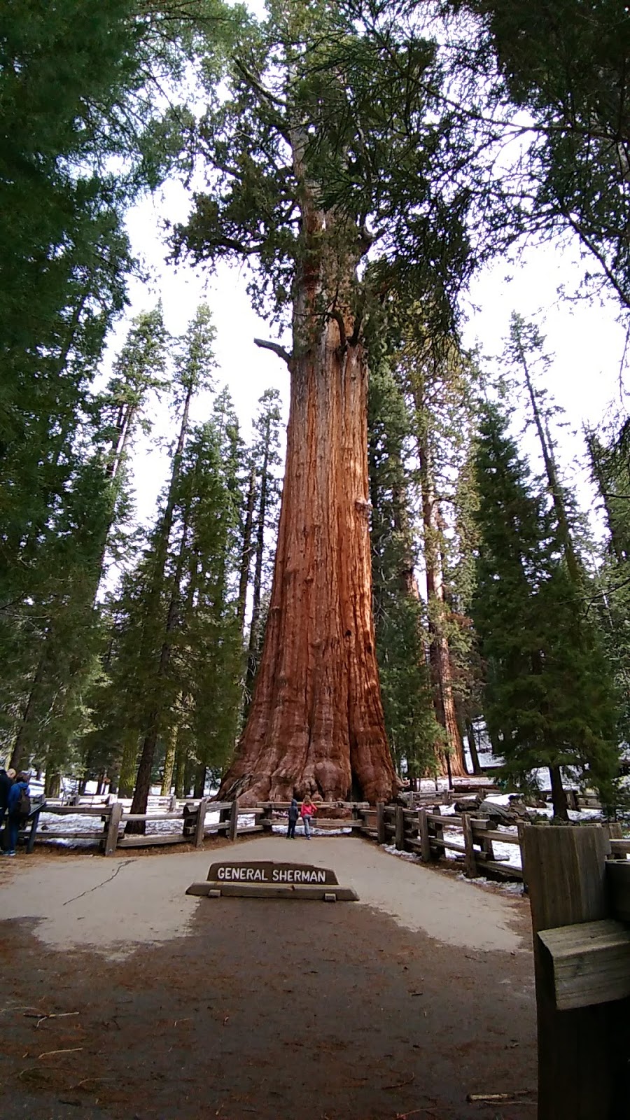 Lodgepole Campground-Sequoia and Kings Canyon National Park