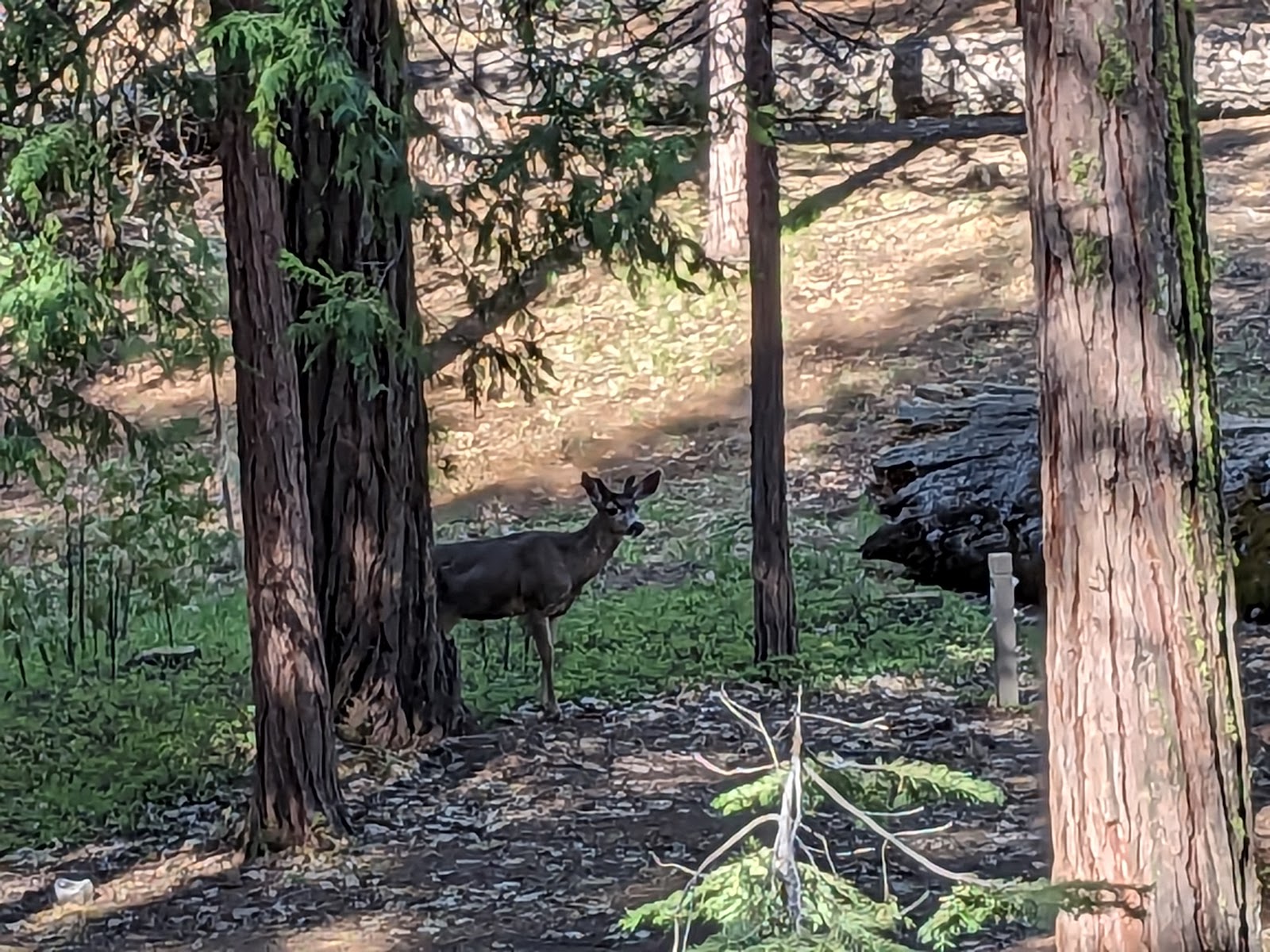 Hodgdon Meadow - Yosemite National Park
