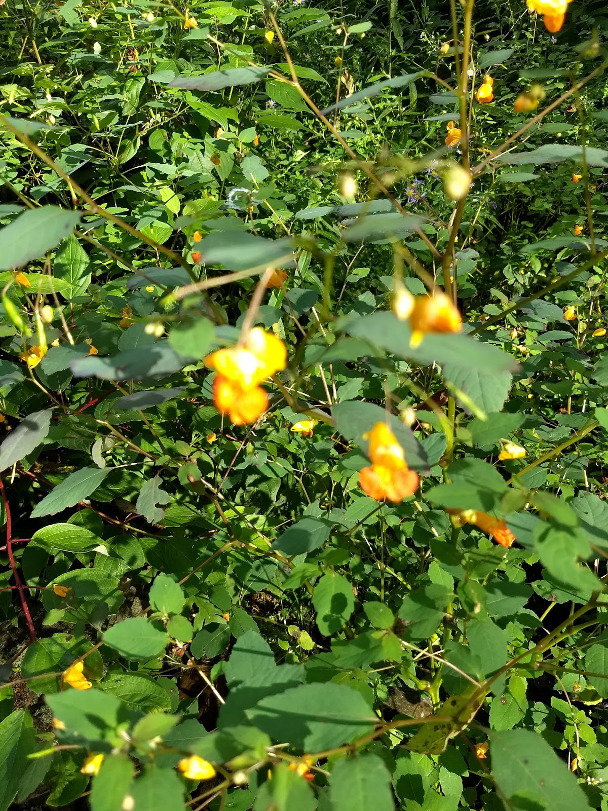 Empire Haven Nudist Park