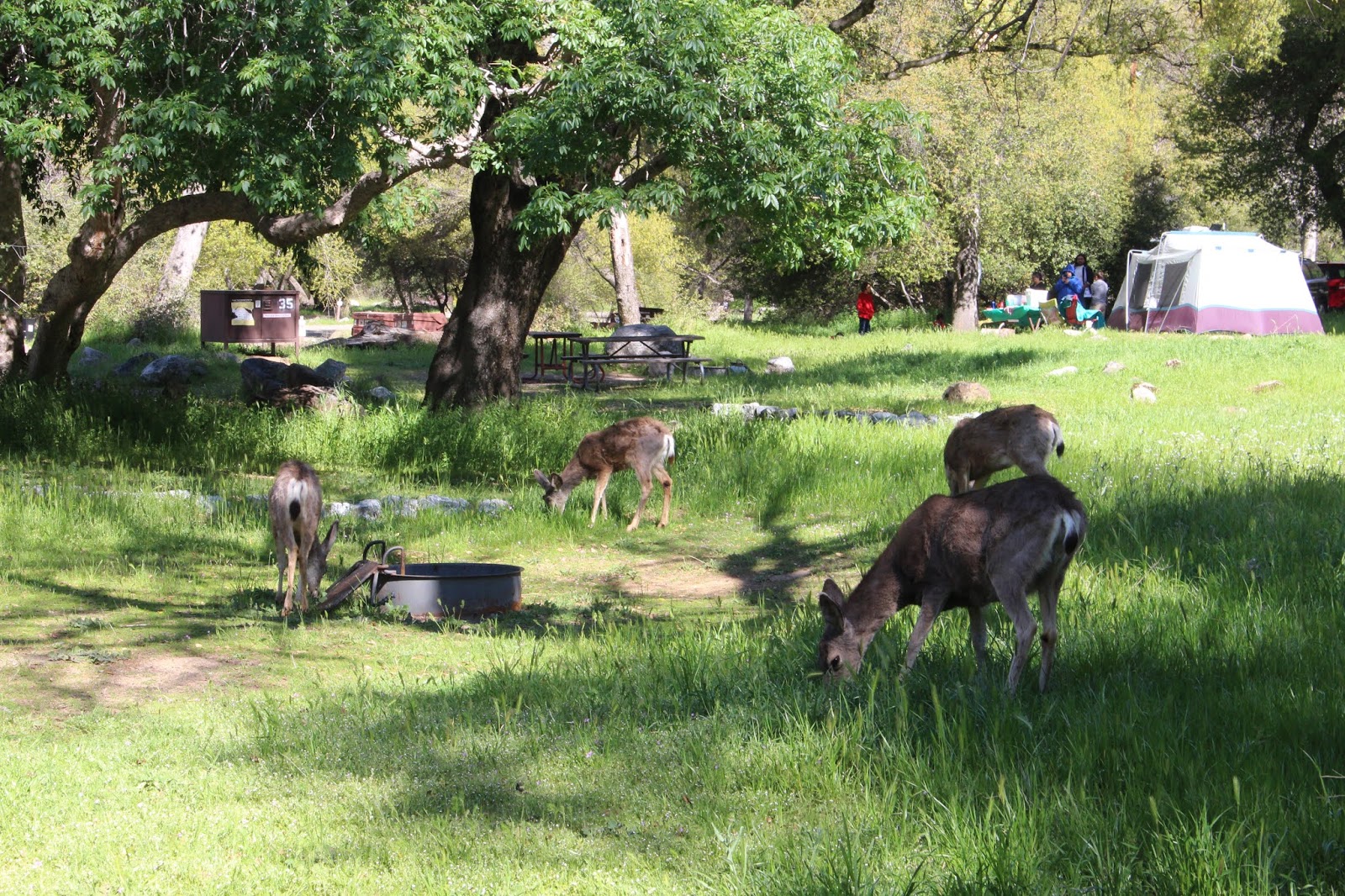 Potwisha Campground - Sequoia National Park