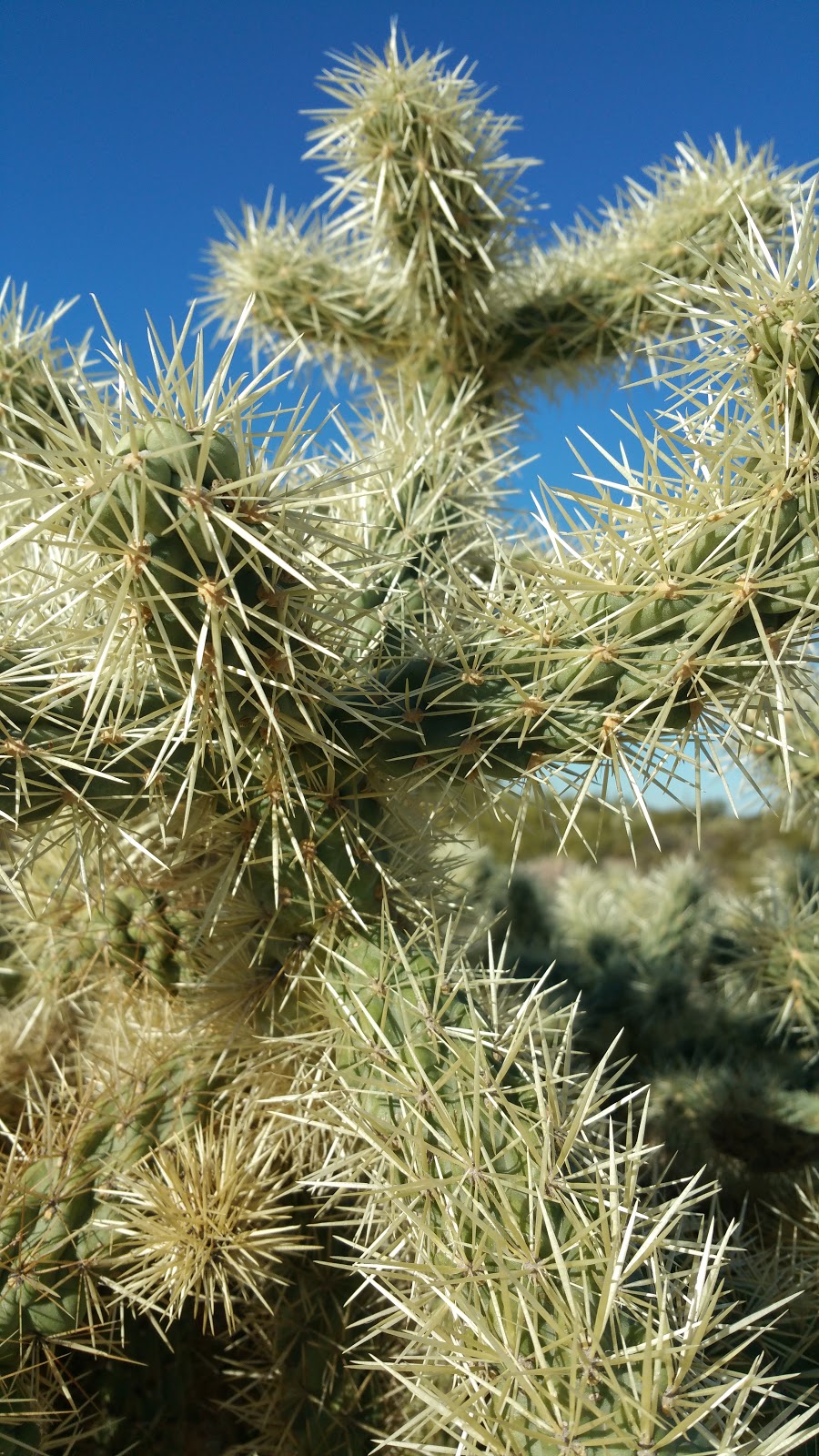 Justin's Diamond J RV Park