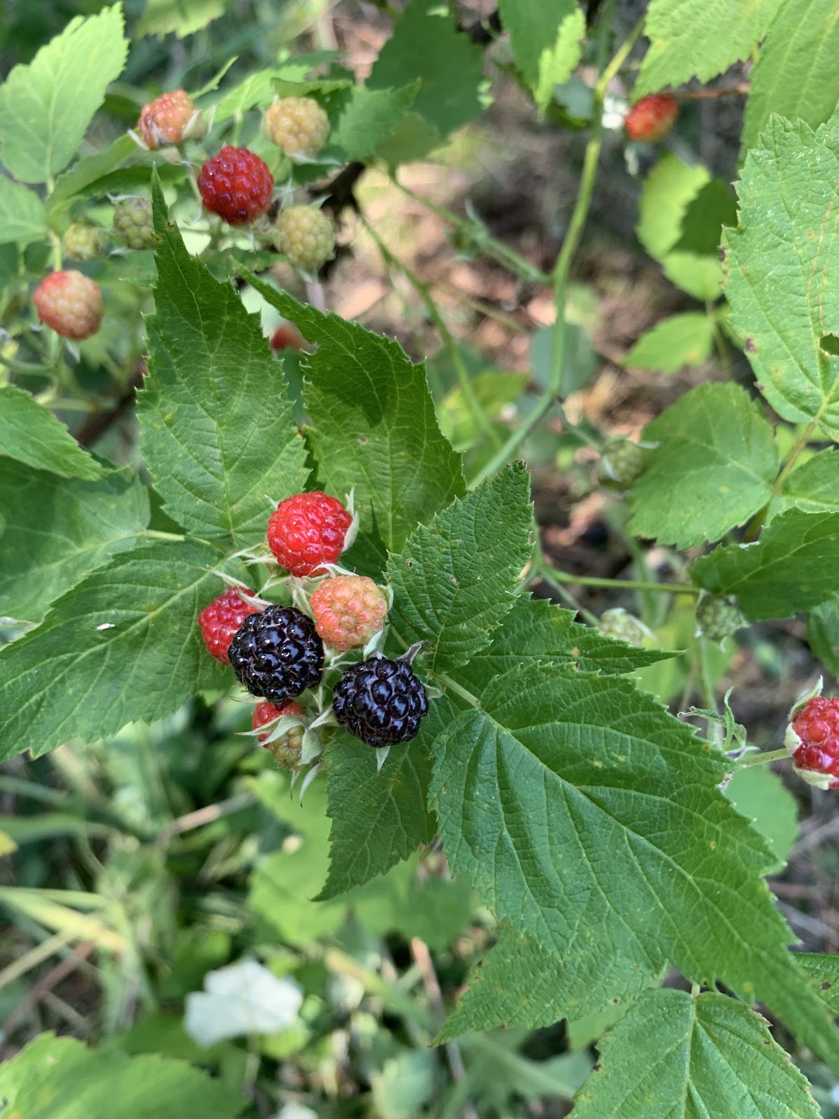 Holden Silver Birch County Park