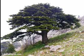 Cedars of Lebanon