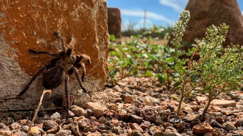 Pancho Villa State Park