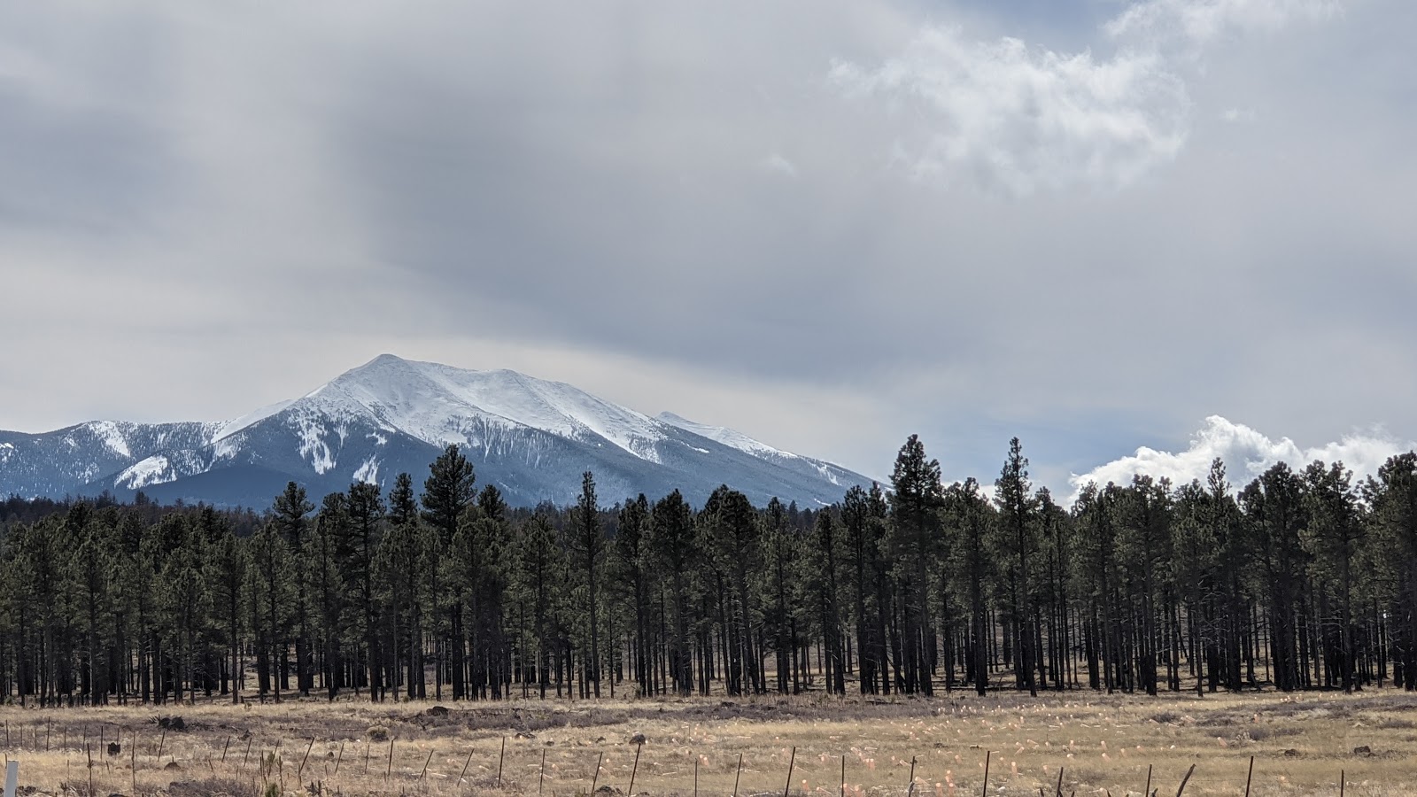 Coconino National Forest