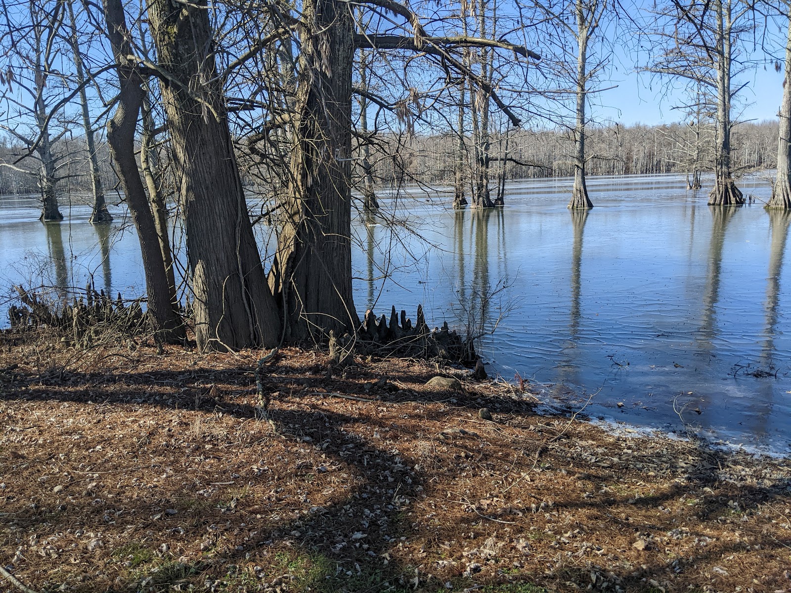 Horseshoe Lake State Fish and Wildlife Area (Alexander County)