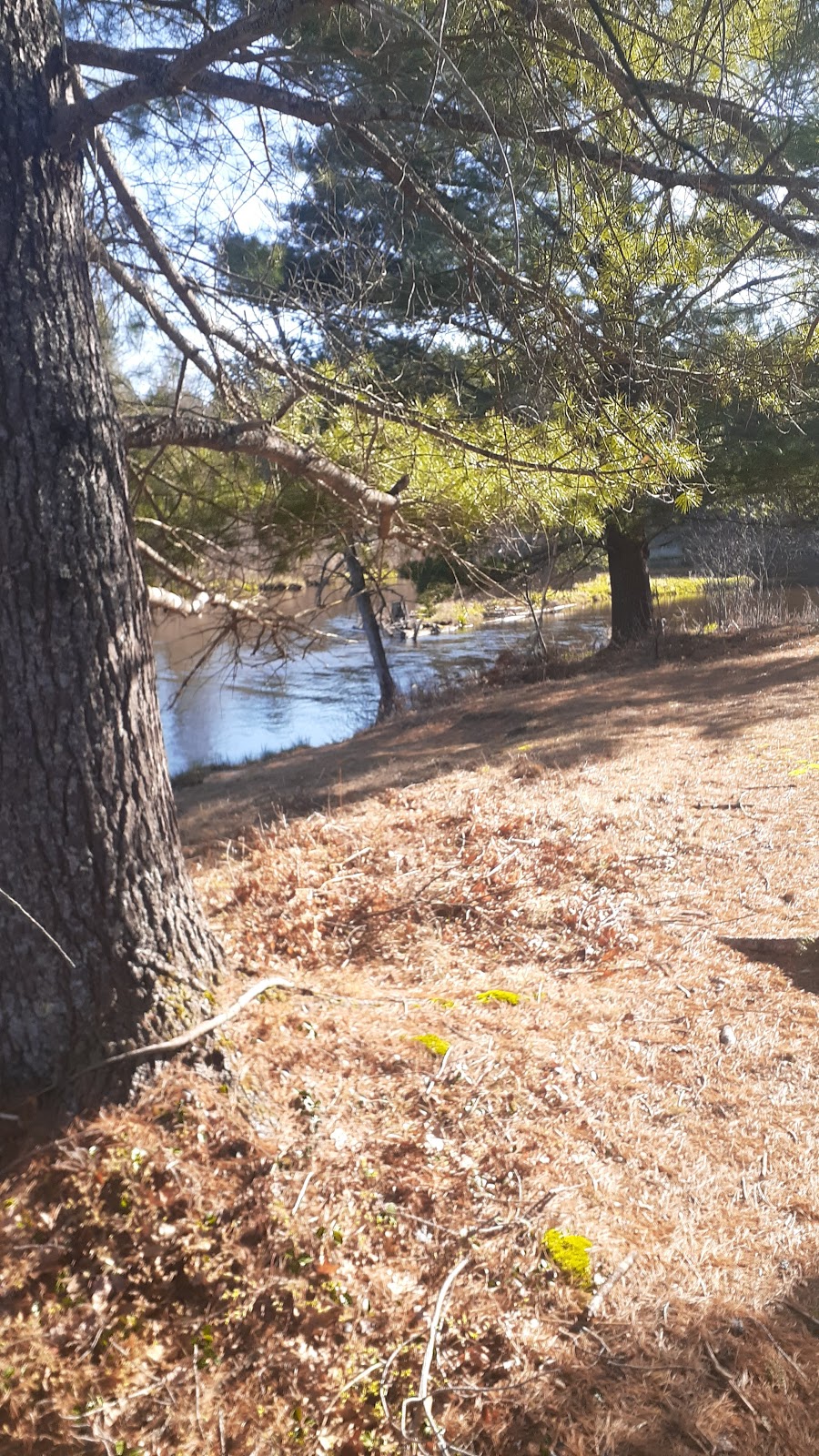 Upper Manistee River SF Campground